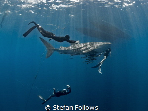 Baby on board ... !

Whale Shark - Rhincodon typus

S... by Stefan Follows 